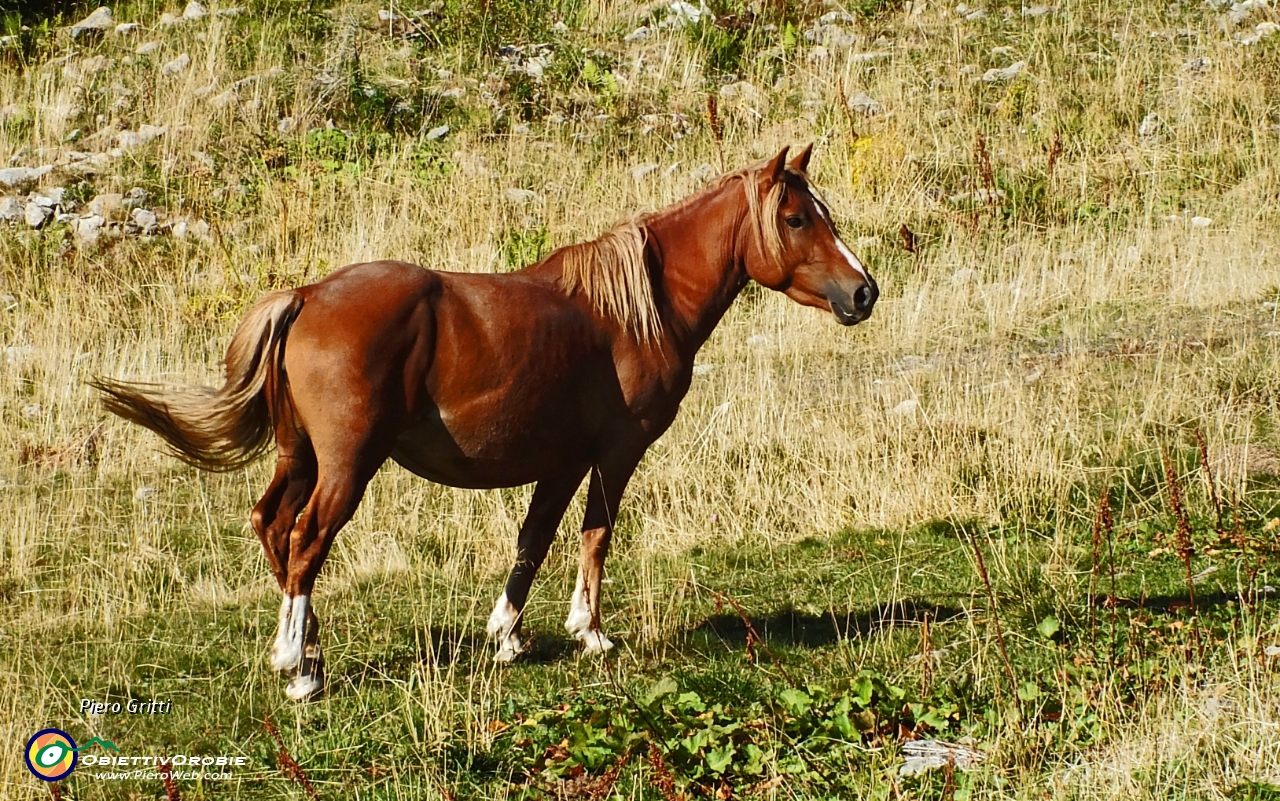 08 cavallo di razza !.JPG